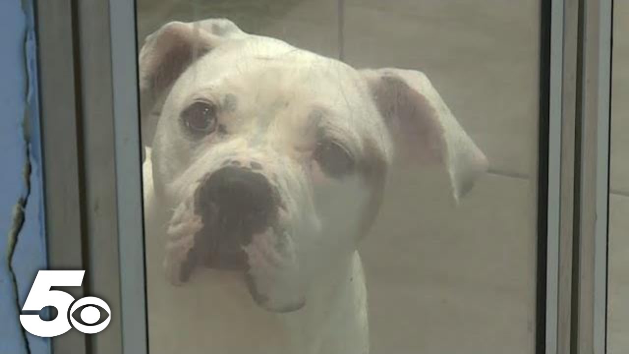 Fayetteville Animal Shelter overcrowded, some dogs wait months