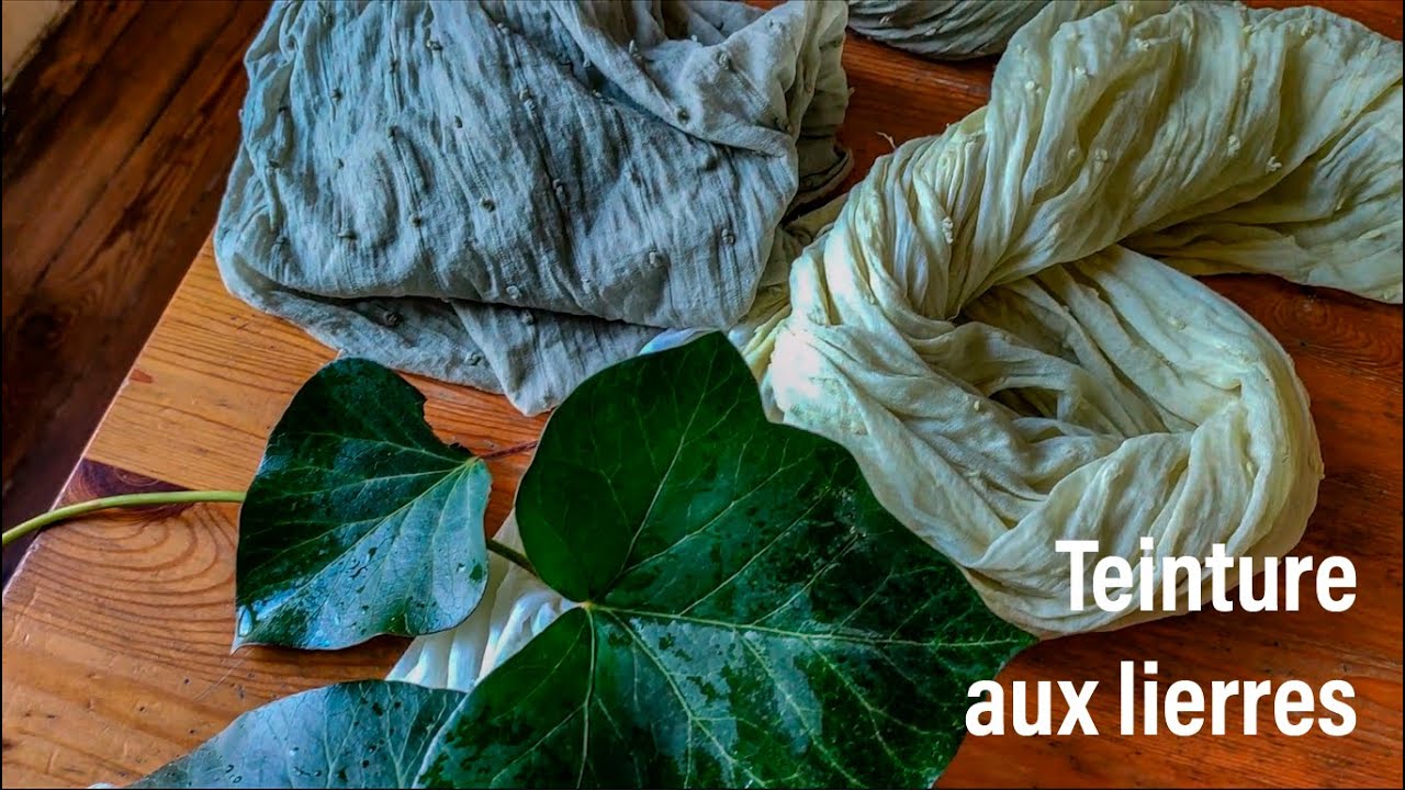 Teinture au lierres