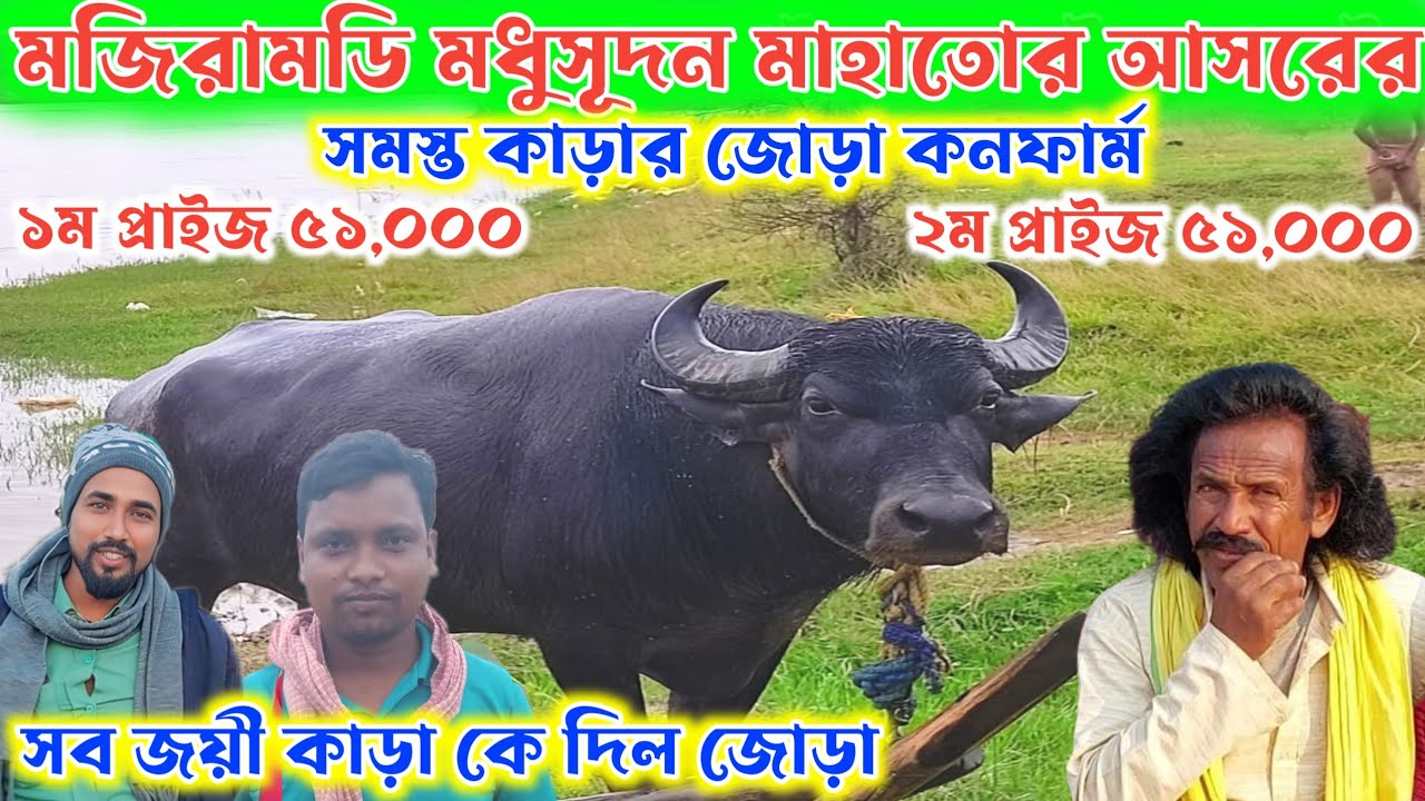 মজিরামডি মধুসূদন মাহাতোর আসরের সমস্ত কাড়ার জোড়া কনফার্ম👉সব জয়ী কাড়া কে দিল জোড়া জোরদার হবে খেলা