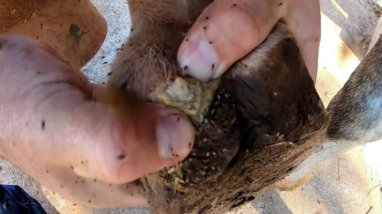 casco  Inflamado    saiu  MUITA   Infecção... BROCA
