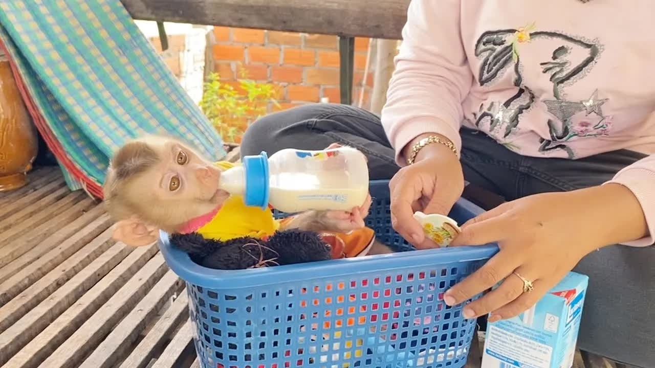 Gorgeous DAM Sleep Inside Basket Drink Milk Very Delicate