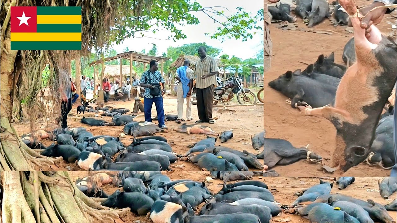 Aklakou huge village Market day in Togo west Africa 🇹🇬 #Togo Vlog 
