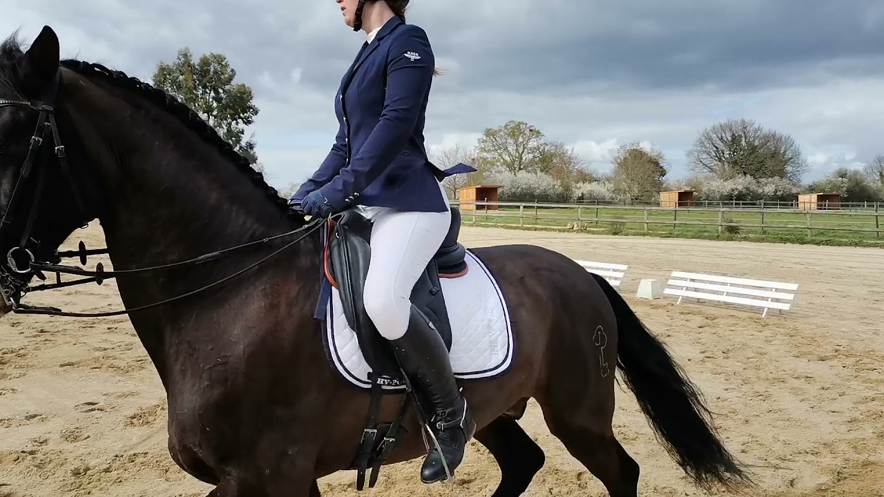 Concours Virtuel Dressage - Amateur 3 préliminaire (D2)