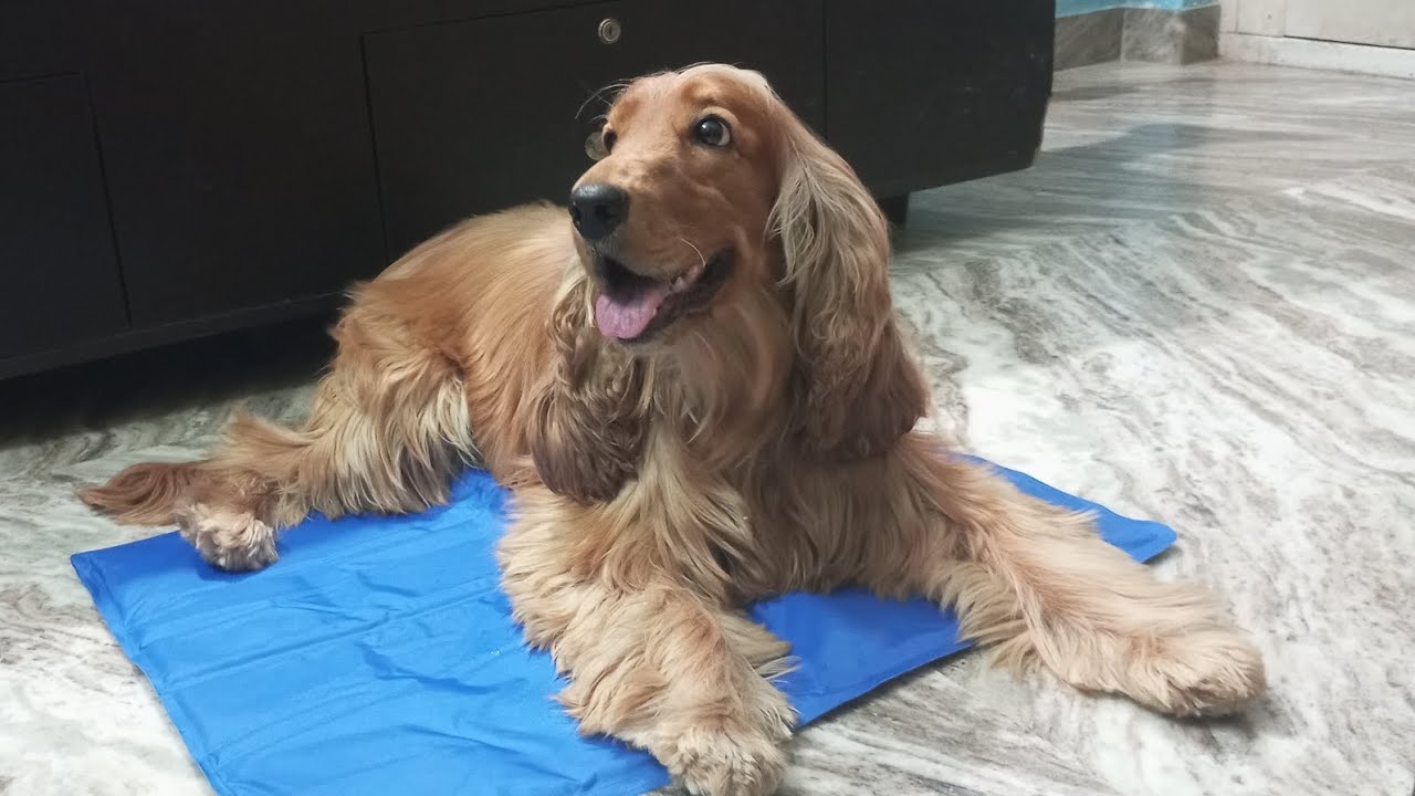 Cocker Shelby examining cooling gel mat#trixie#summertime#huft#unboxing video#cocker spaniel inglese