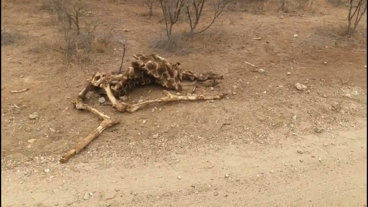VUYANI SAFARI SEPT 2025