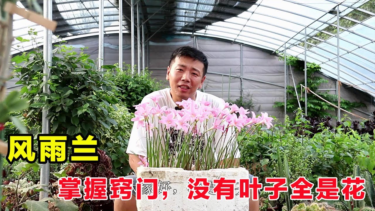 十幾塊錢買五十棵風雨蘭，掌握&ldquo;竅門&rdquo;整齊開放，沒有葉子全是花【養花匠小齊】