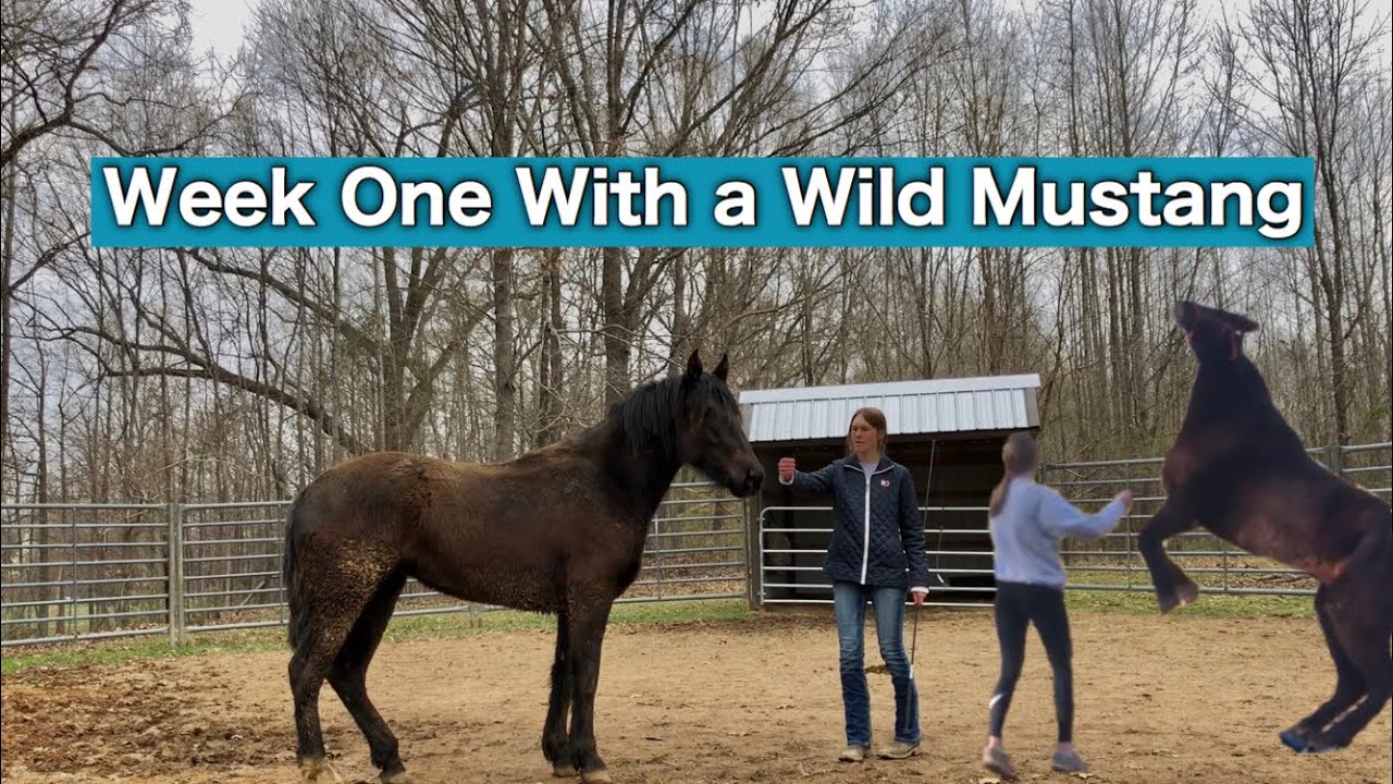 Training a Wild Mustang | WEEK ONE