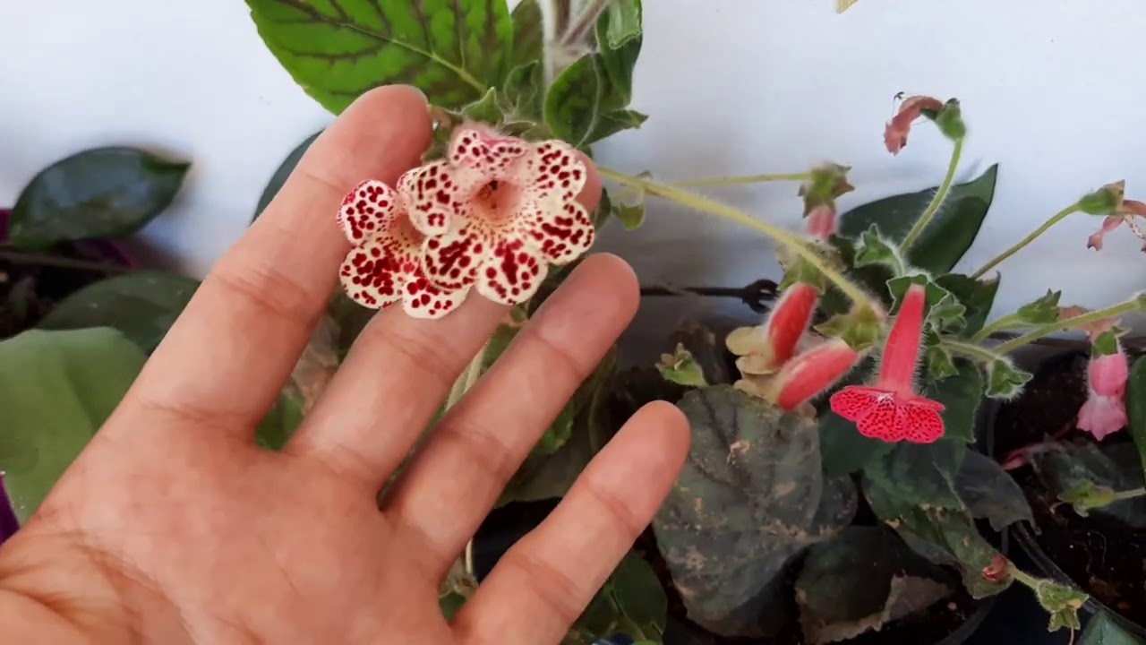 kohleria çiçeği  tohum, tozlaşma, nasıl yapılır.