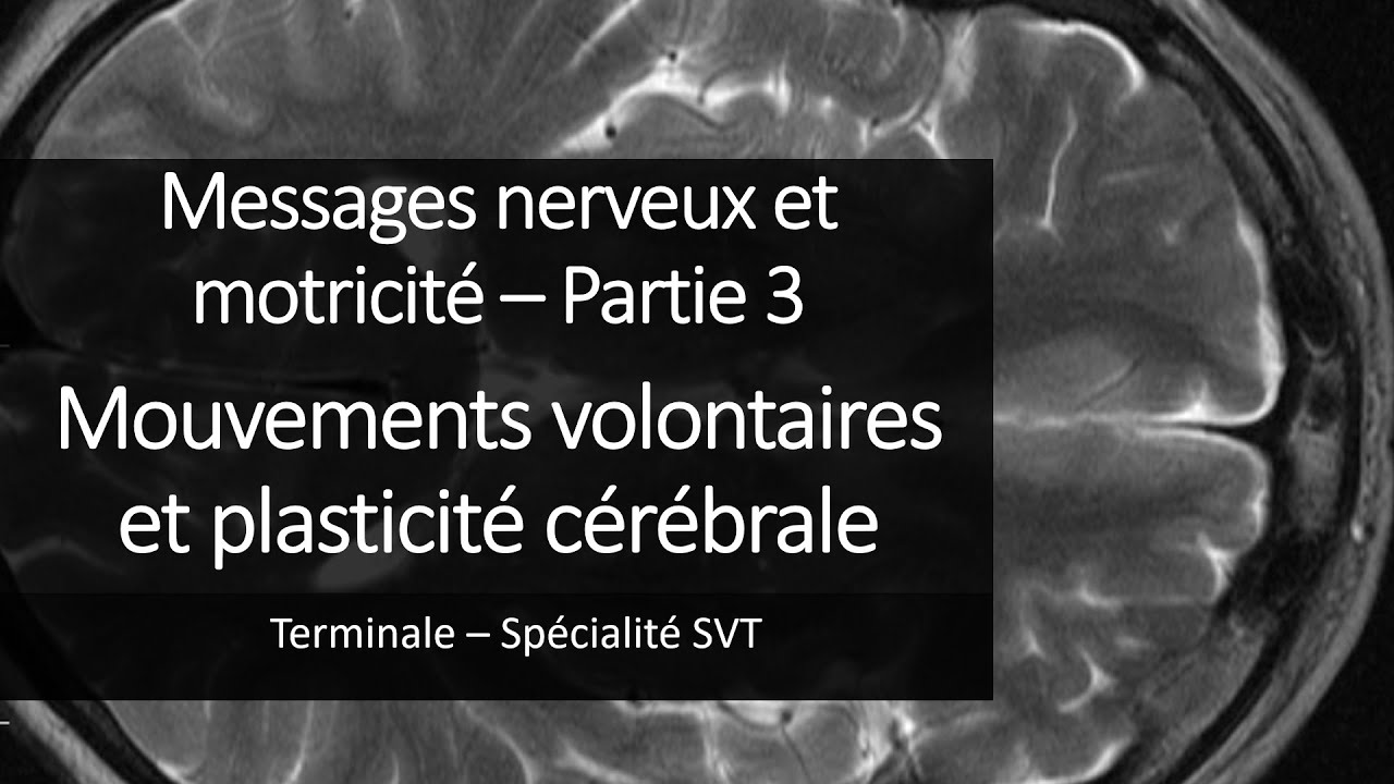Cours Spé SVT Terminale - Mouvements volontaires et plasticité cérébrale