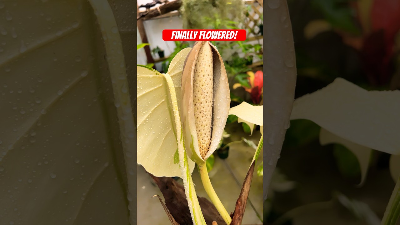 Variegated Monstera Albo Finally Flowered!! 🌸
