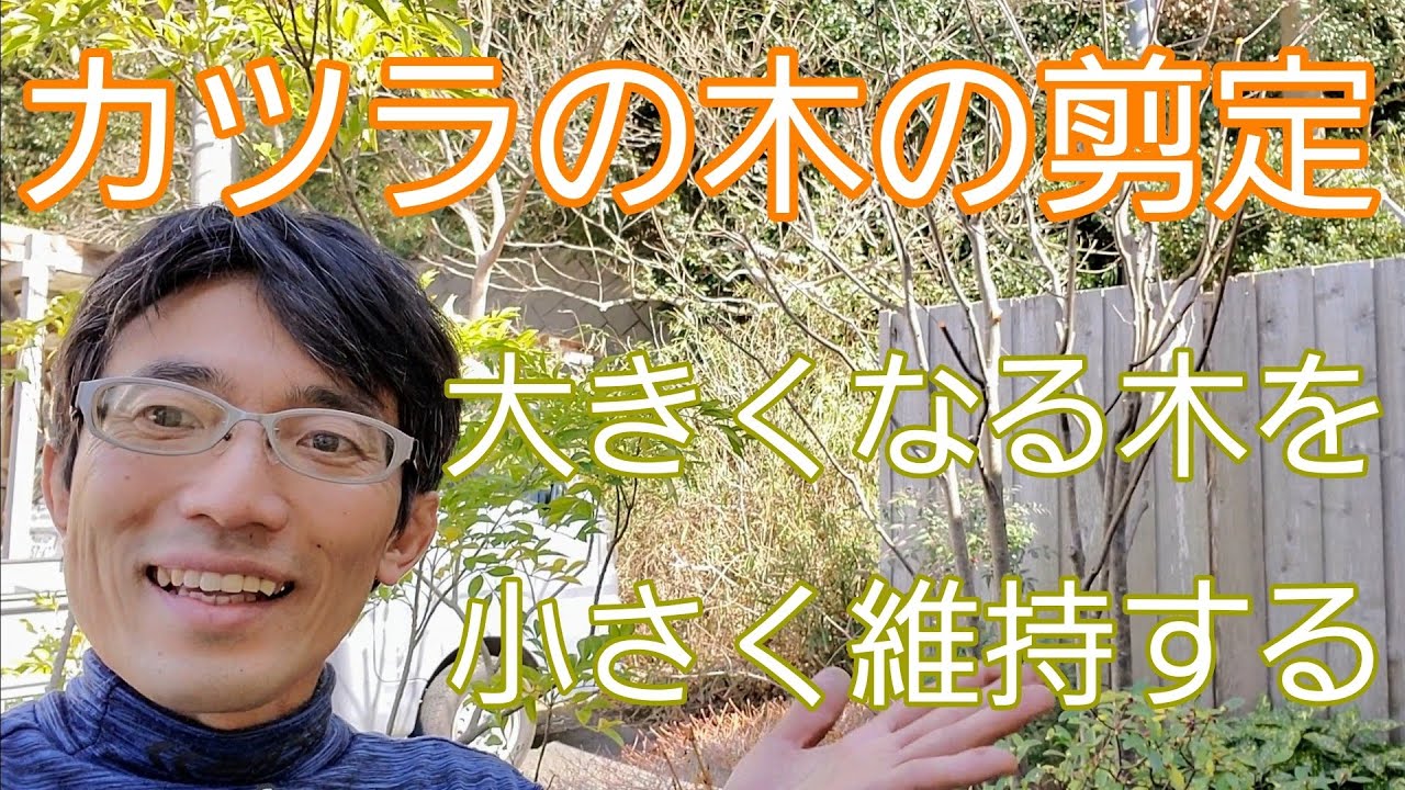 【カツラ(桂)の剪定①】大きくなる木を、小さく維持する方法🍃✨