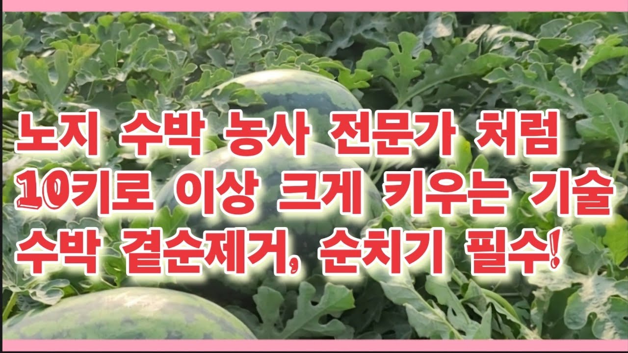 노지 수박 농사 전문가 처럼 10키로 이상 크게 키우는 기술 및 수박 곁순제거 시기와 방법(농사의신)