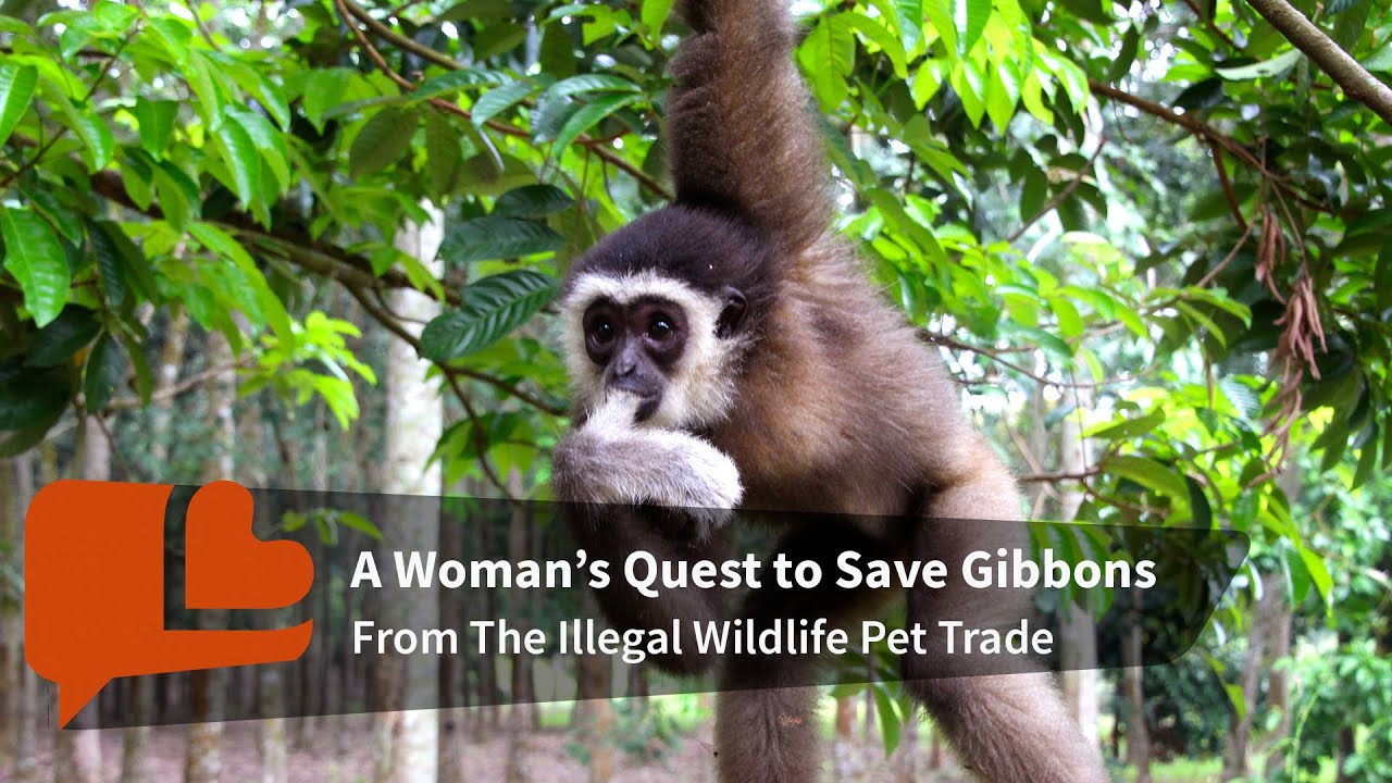 Swing and Sing - A Gibbon Rescue Story