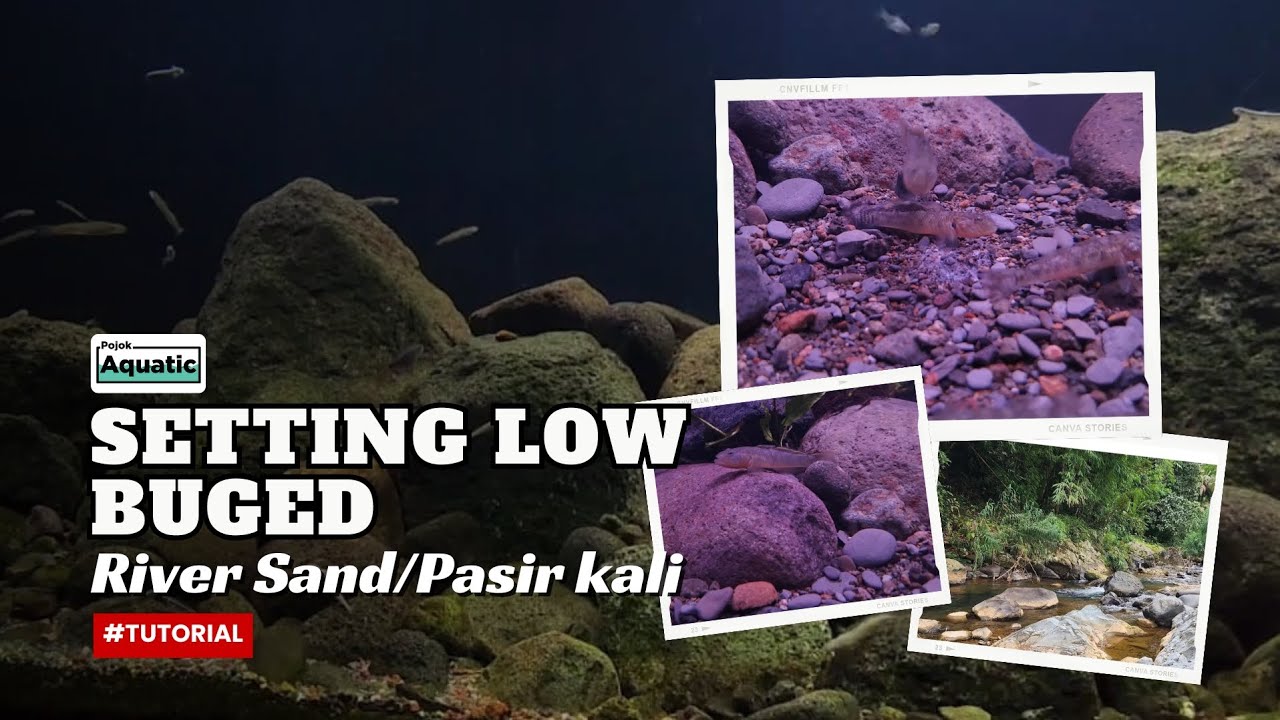 Setting Aquarium Natural Sand | pasir kali | Biotope | river sand #aquascape #aquatic #murahmeriah