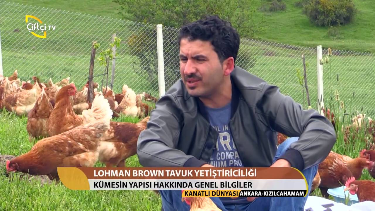 Kanatlı Dünyası-Lohman Brown Tavuk Yetiştiriciliği