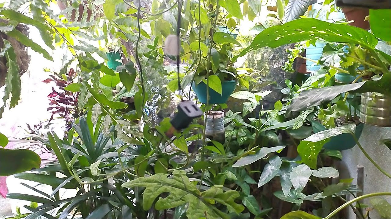 Como cuidar das plantas no calorão pós chuvas/ Mostrando minha decoração Natalina 