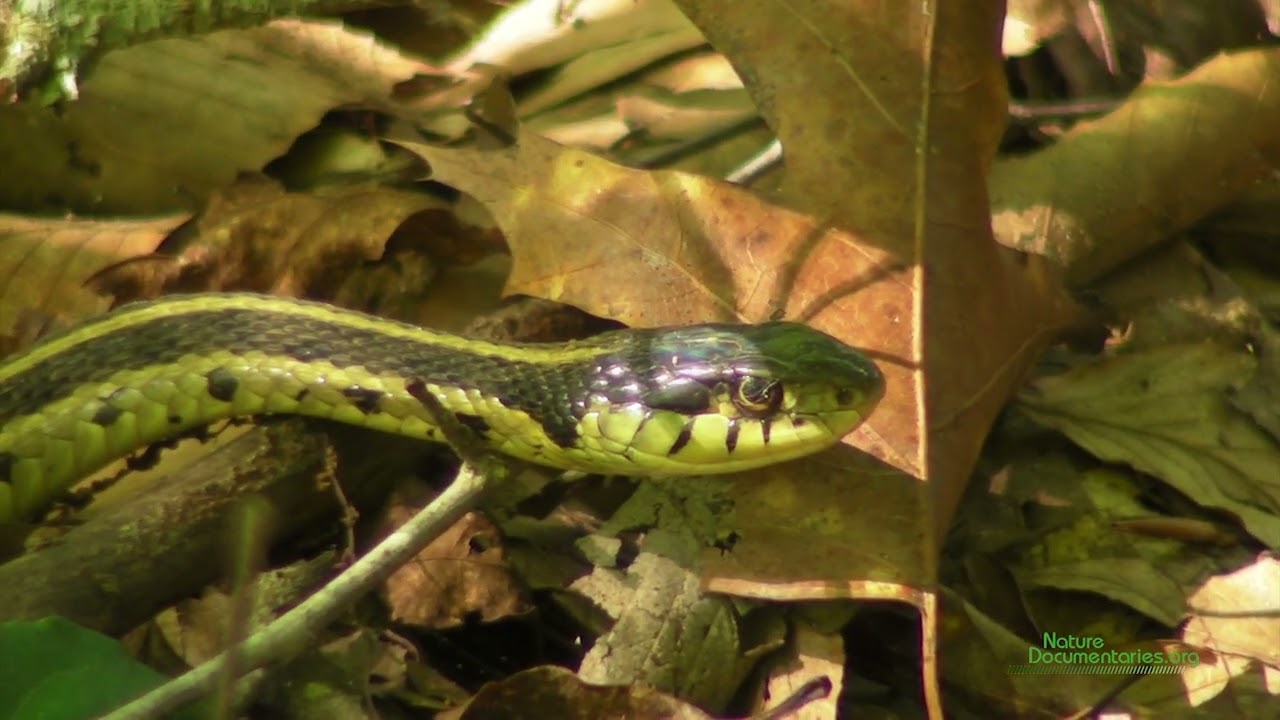 Eastern Garter Snake (Thamnophis sirtalis) Seeking Prey on the Forest Floor