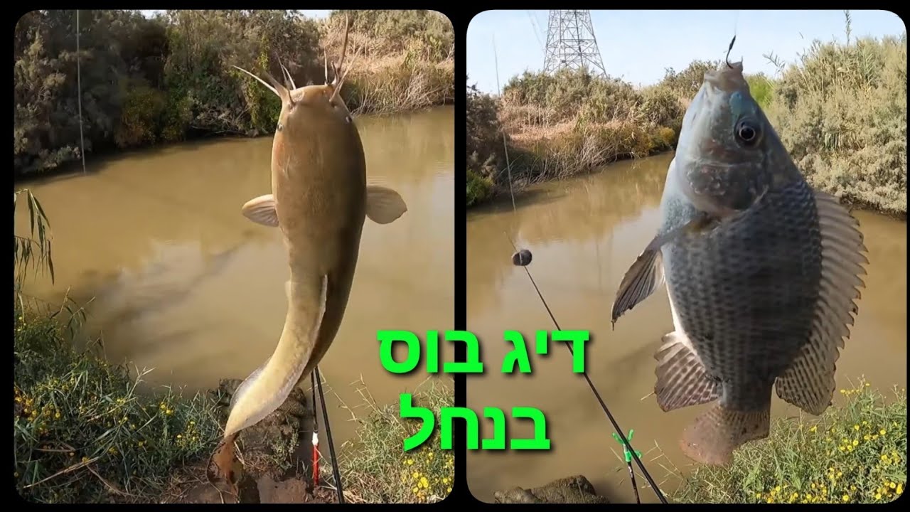 דיג בוס בנחל fishing with float|catfish & tilapia
