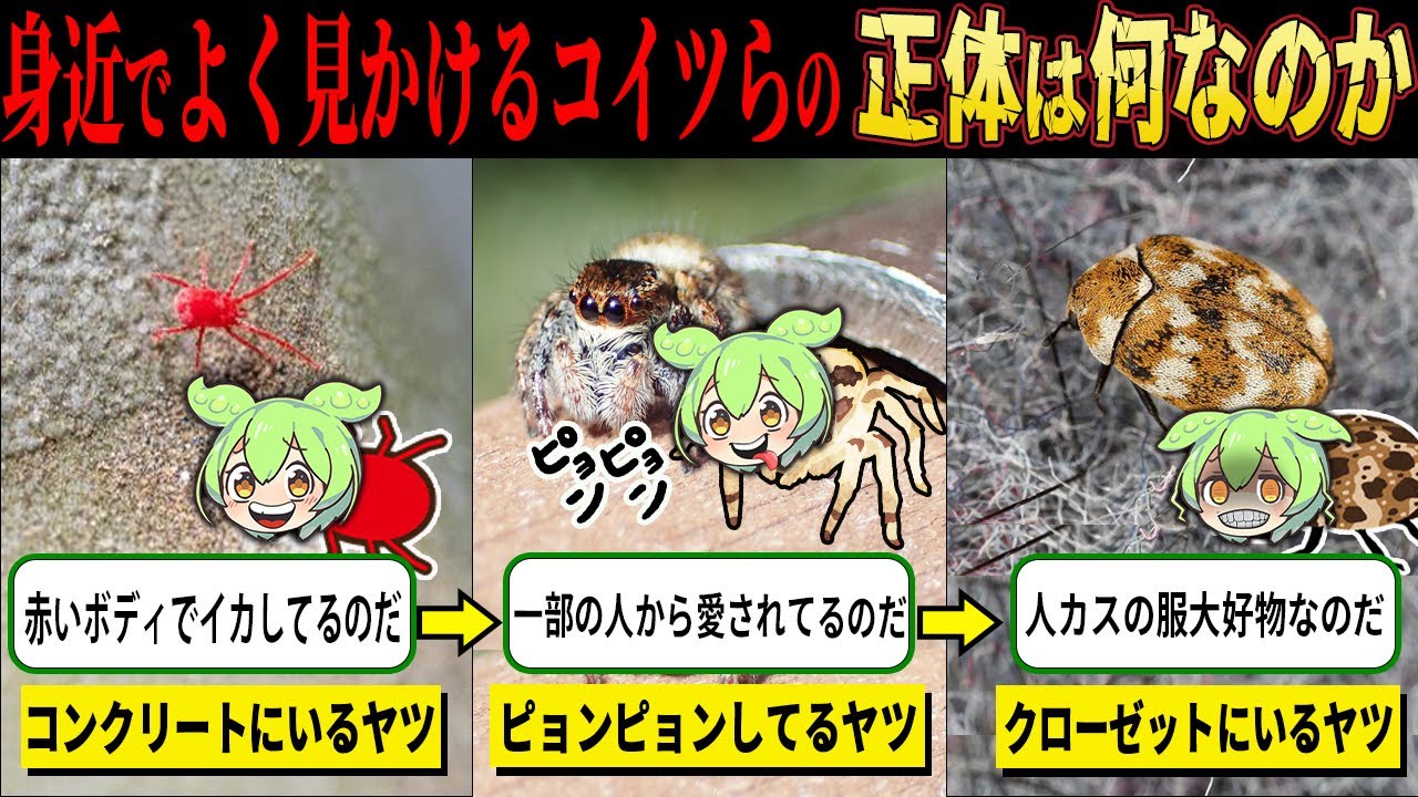 身近に潜んでいる生物の正体とは？徹底解説！【ずんだもん＆ゆっくり解説】