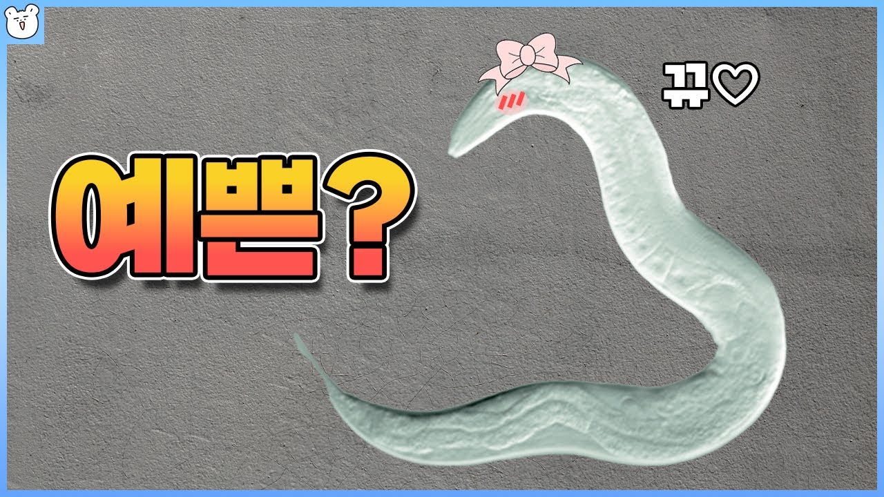 얘는 왜 이름이 예쁜꼬마선충일까?