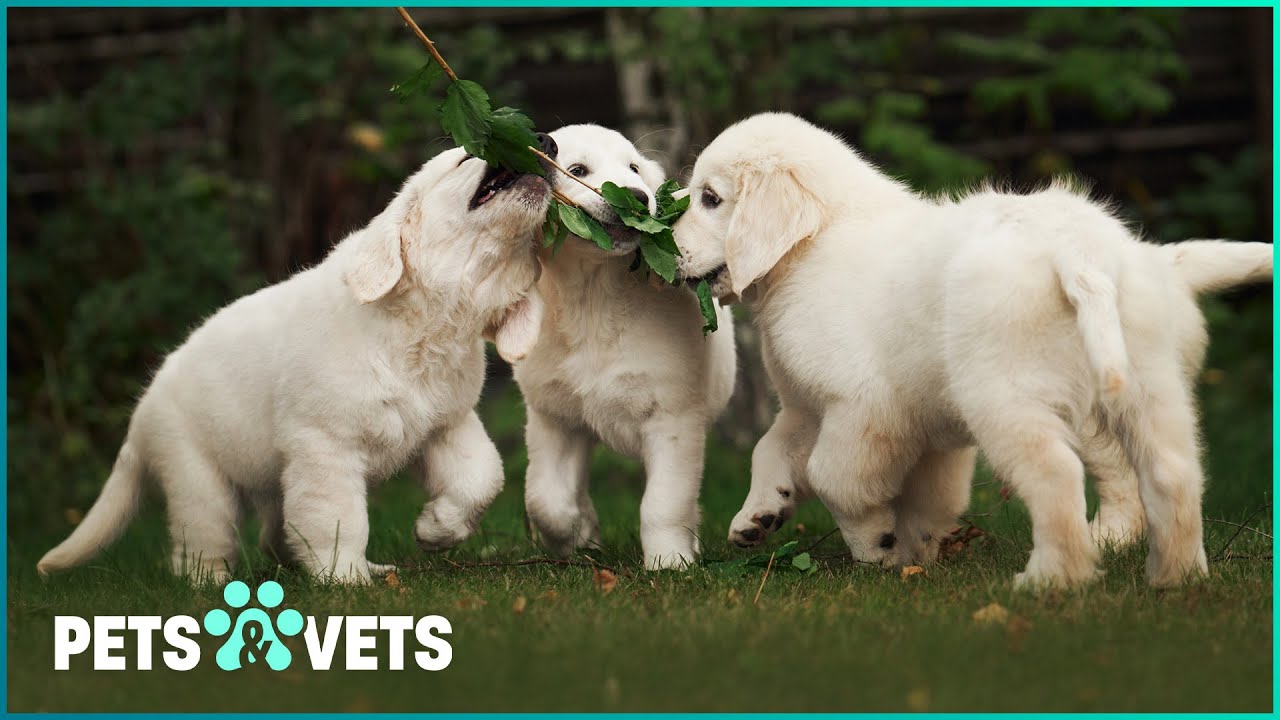 Watch These Golden Retriever Puppies Train To Be Service Dogs | Pets In Paradise