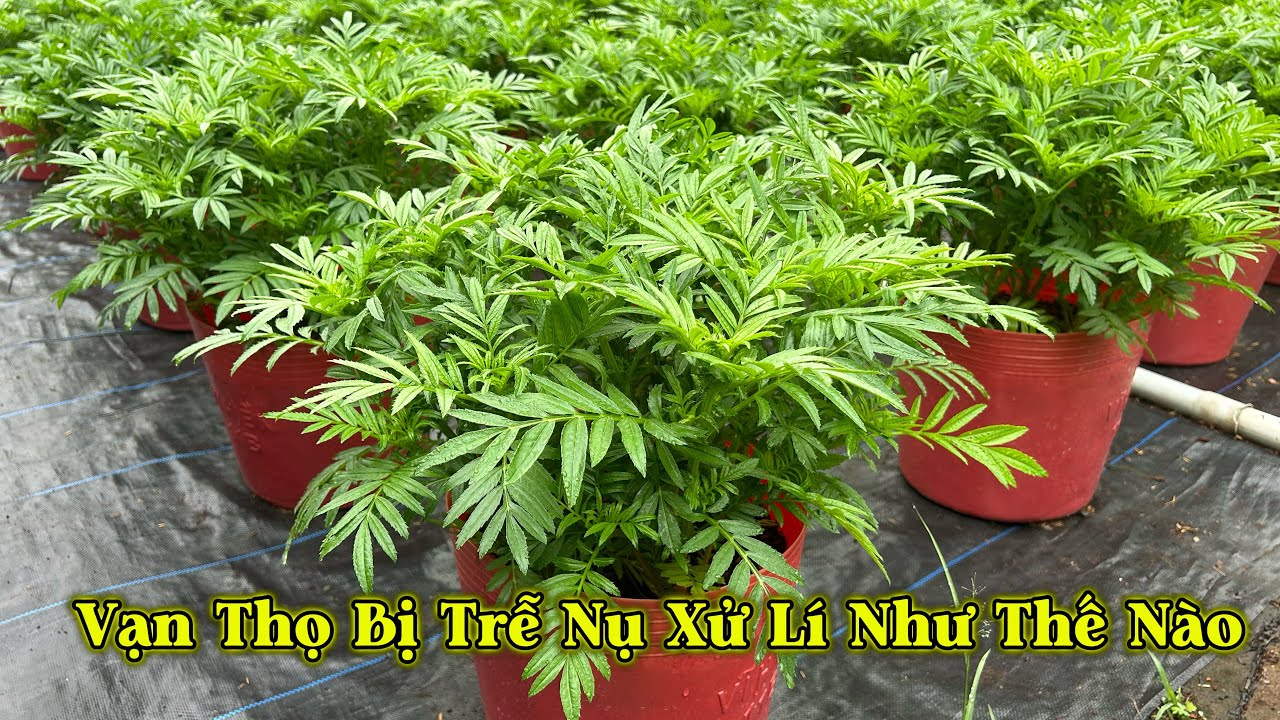 Vạn Thọ Bị Chậm Nụ , Trễ Nụ Xử Lí Như Thế Nào | Trồng Vạn Thọ Tết 2026