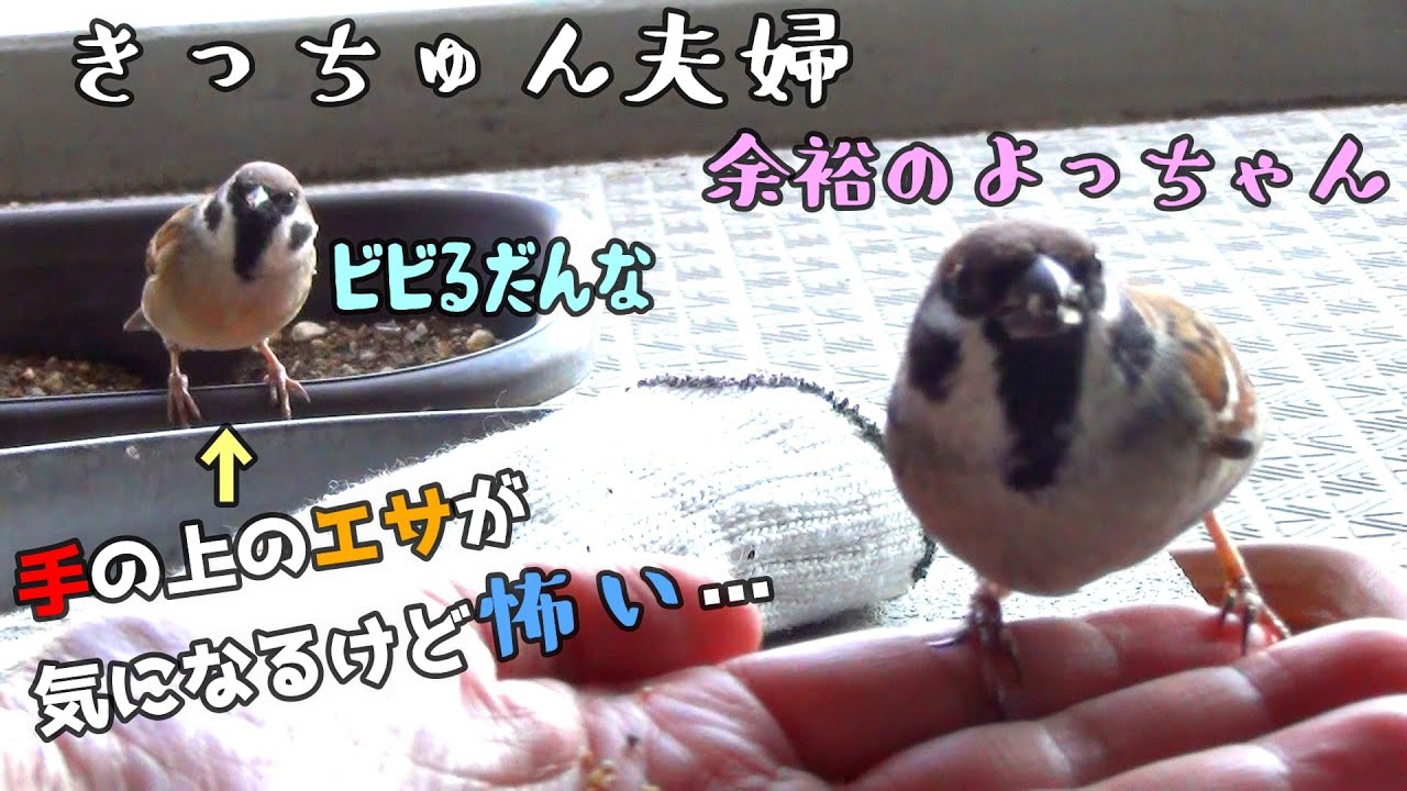 きっちゅんの旦那様は手に乗れない