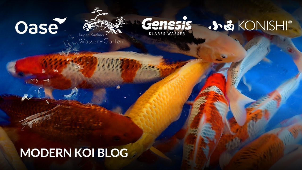 Modern Koi Blog #6180 - Sortierung unserer 10-15 cm Tosai Teil 2