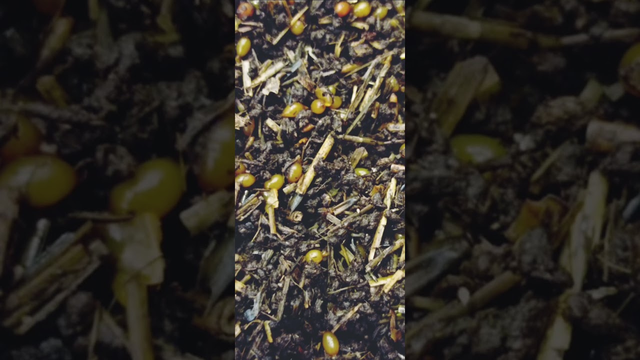 California Red worm offspring cocoons