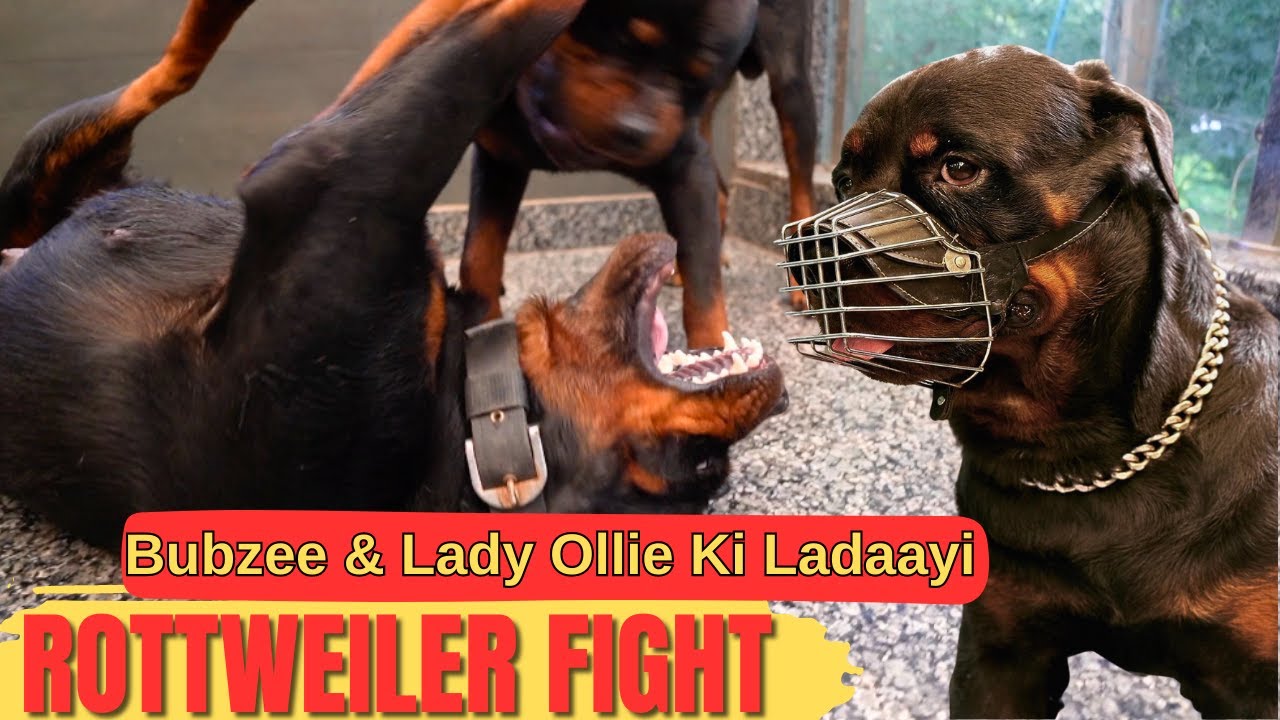 Rottweilers Bubzee & Lady Ollie Fight With Each Other: Aggressive Bubzee Ko Punishment Mili