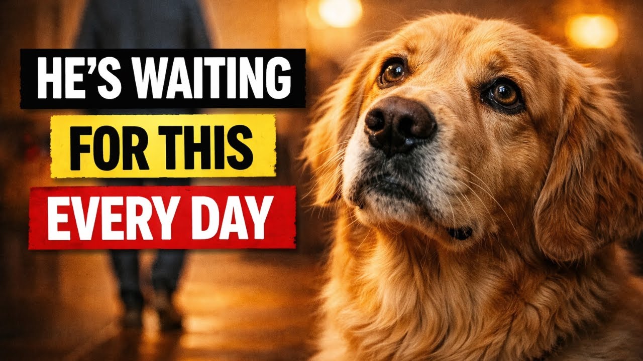 Your Dog Is Begging for These Things (Most Owners Never Notice)