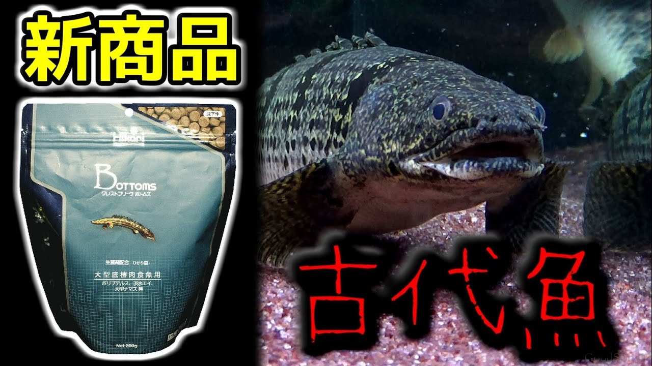 【アクアリウム】 ポリプテルスを飼ってみよう！ ⑫新商品を与えてみた 【古代魚】