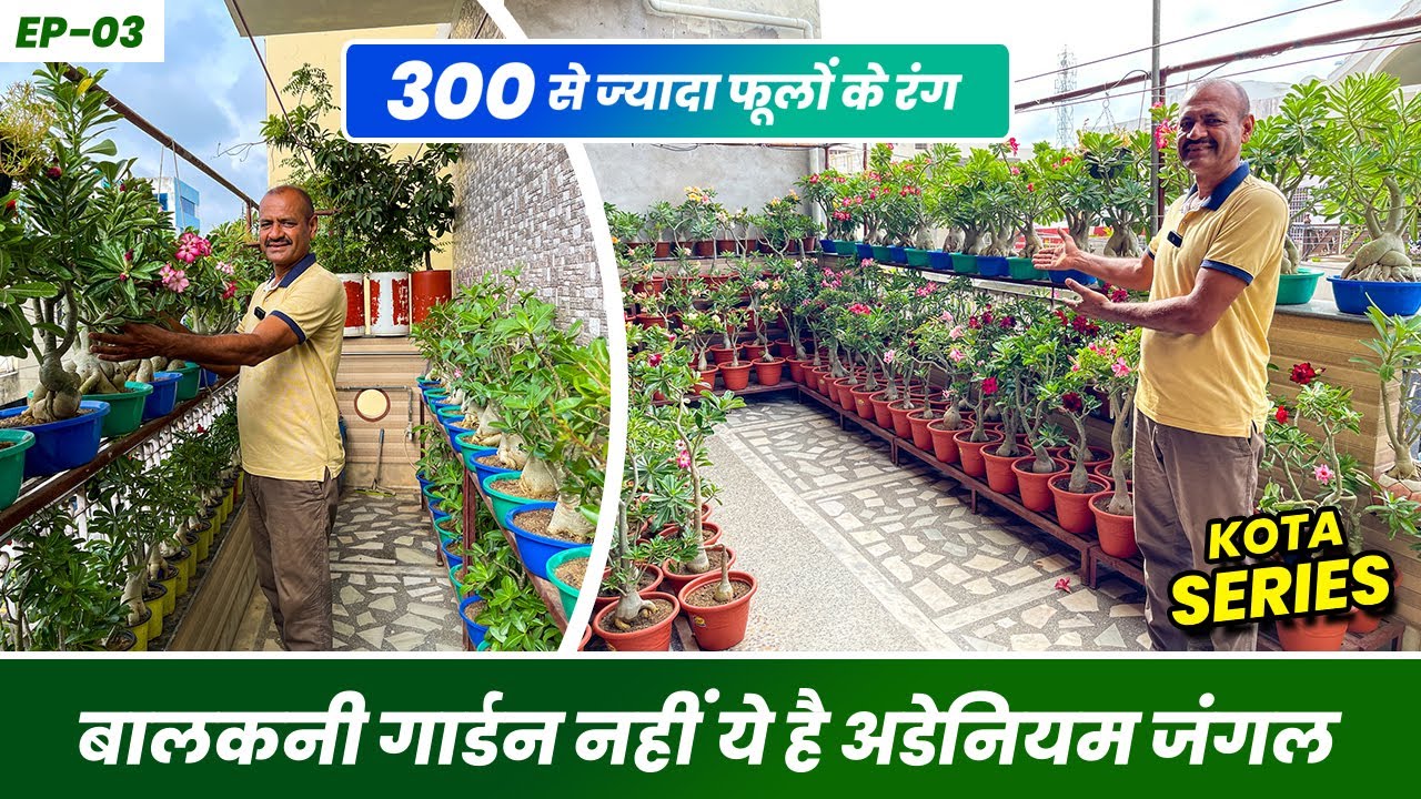 इनकी बालकनी में है 1000 से ज़्यादा अडेनियम 😯 Adenium Balcony Garden Tour 🌸 Kota Series (EP-03)