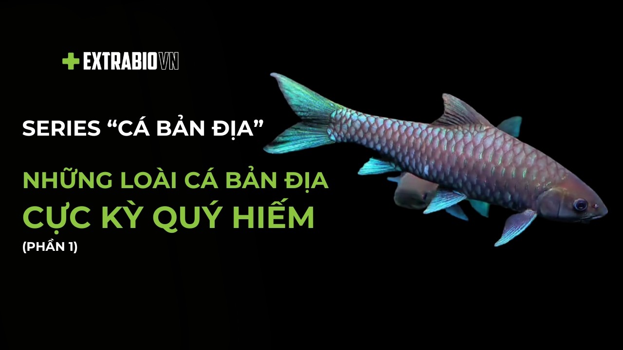 CÁ CHUYỆN | SERIES CÁ BẢN ĐỊA | HÀNH TRÌNH TÌM KIẾM NHỮNG LOÀI CÁ BẢN ĐỊA CỰC KỲ QUÝ HIẾM (PHẦN 1)