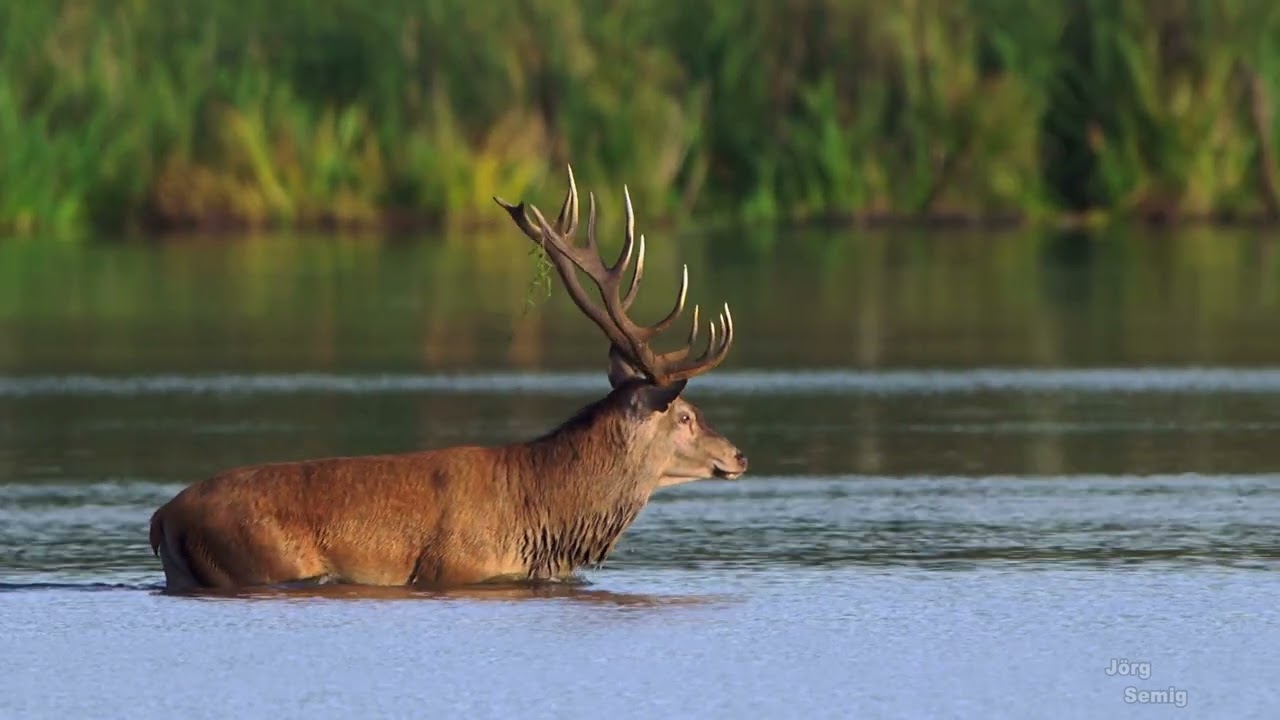 Hirsch im Wasser