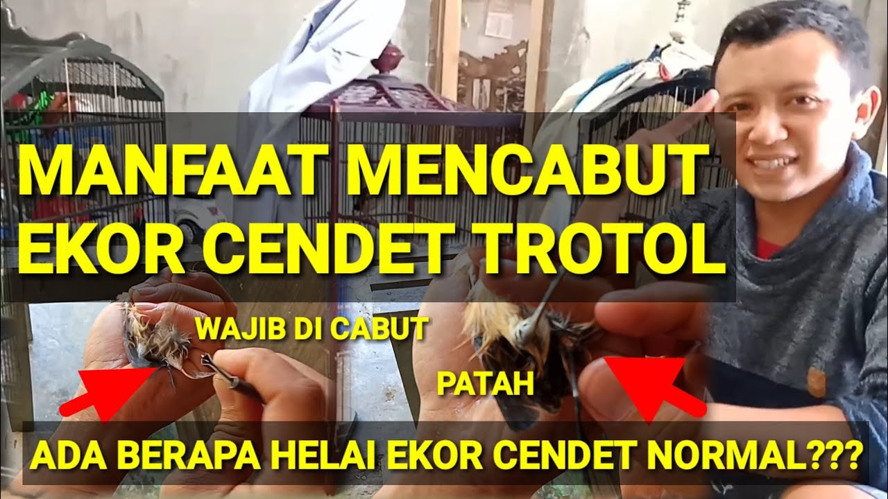 CARA MERAWAT TROTOL CENDET, wajib mencabut ekor ketika burung mau ganti bulu dewasa
