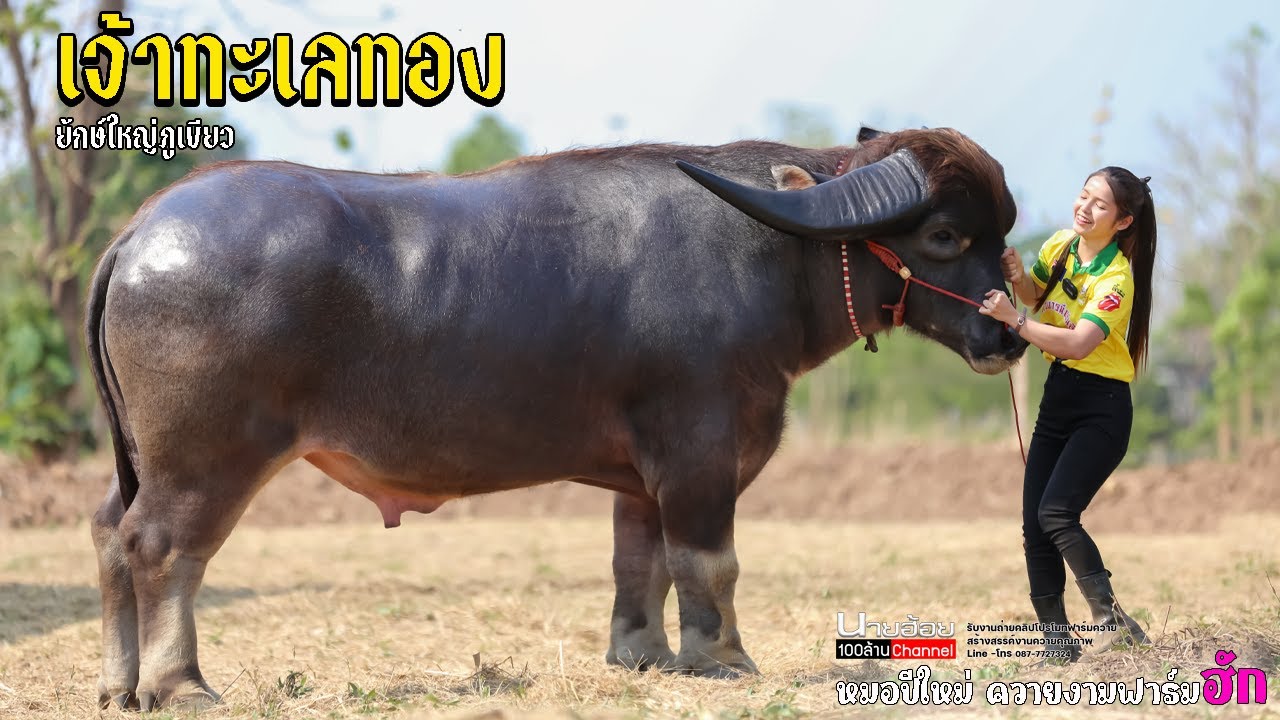 ทะเลทอง พ่อพันธุ์ยักษ์ใหญ่ภูเขียว จ.ชัยภูมิ พูดคุยกับน้องปีใหม่หมอคนสวยประจำฟาร์ม ควายงามฟาร์มฮัก