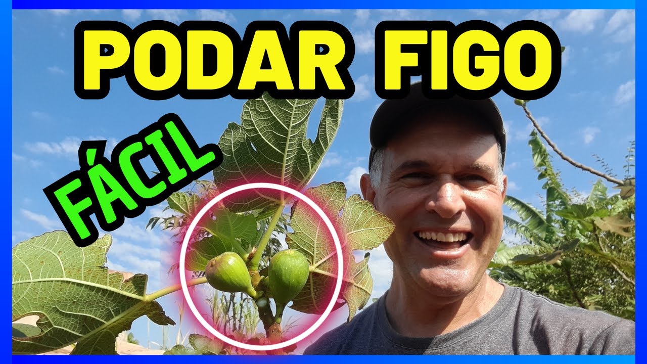 COMO PODAR FIGUEIRA FÁCIL / COMO FAZER MUDA DE FIGO  #gratidão #vidanocampo #vidanaroca #dogs #sitio