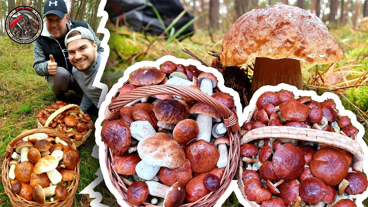 OBROVSKÉ hriby smrekove so Zdeňkom na huby houby grzyby
