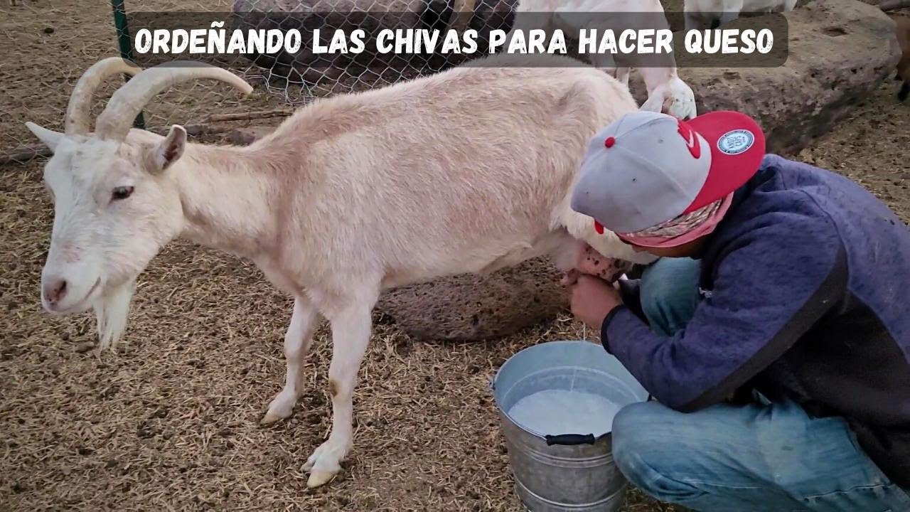 Ordeñando las chivas para hacer queso