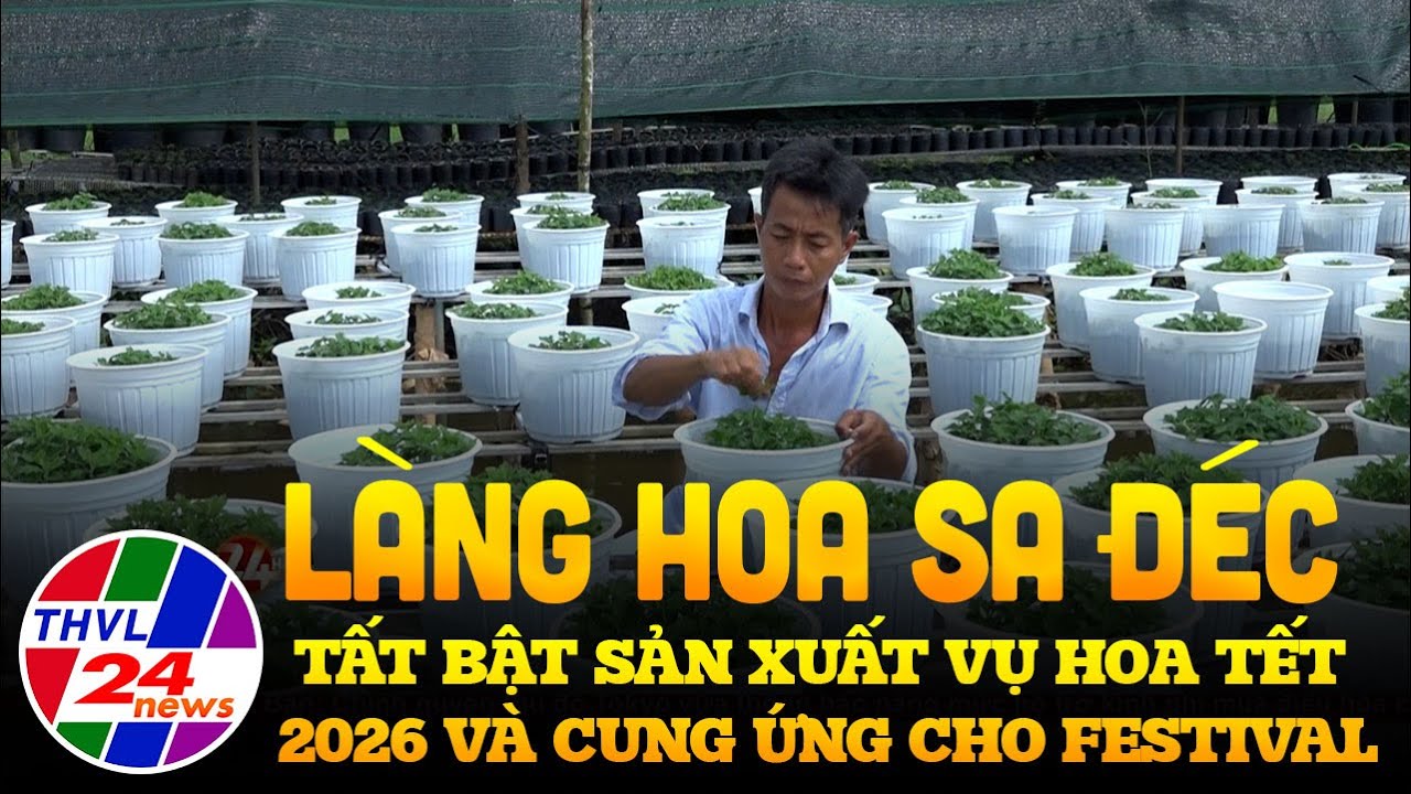 Làng hoa Sa Đéc tất bật sản xuất vụ hoa Tết 2026 và cung ứng cho Festival