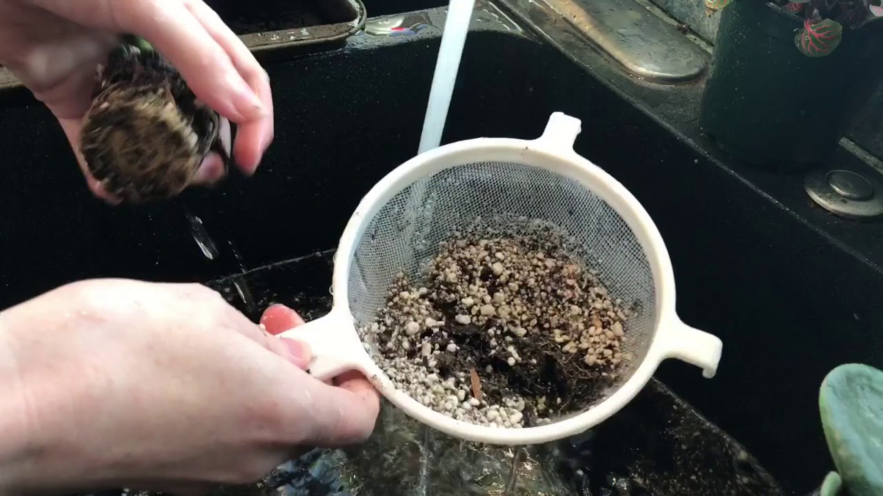 Repotting Mesembs And Soil Discussion