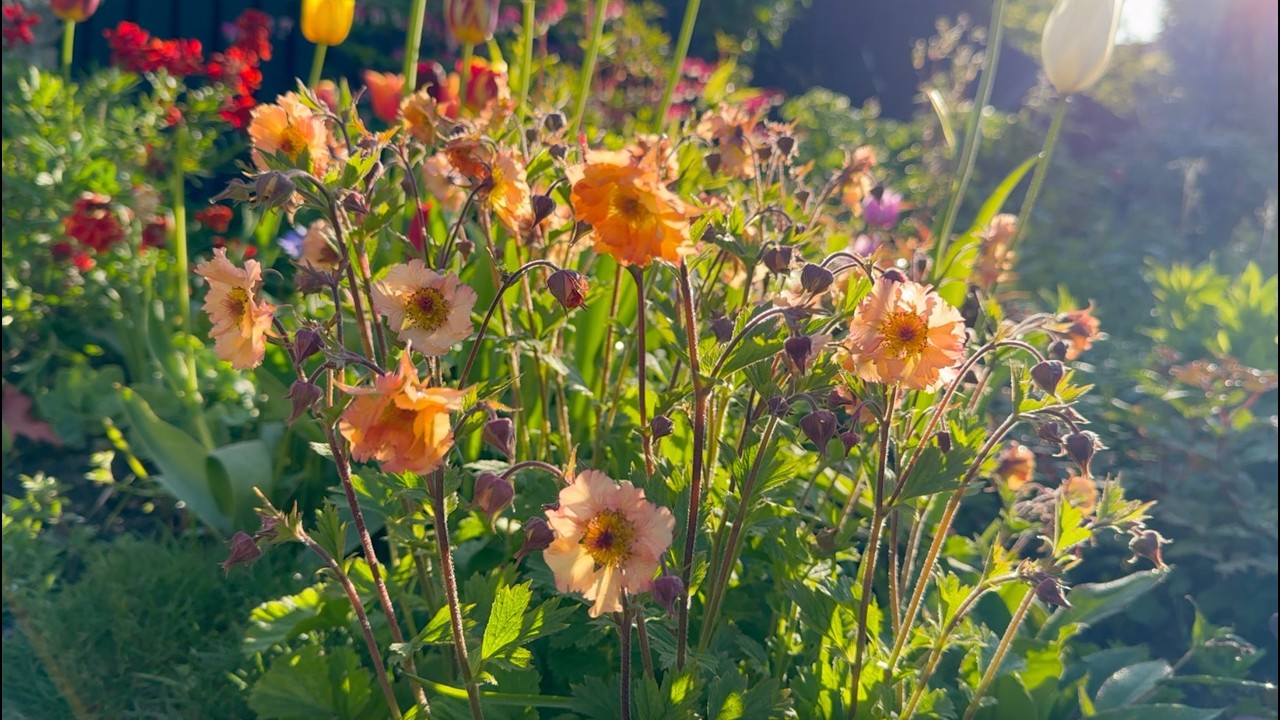 How to Collect & Sow Geum Seeds | Perennial Garden