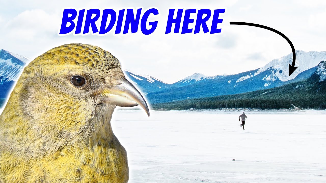 Bird With Me in Alberta's Rocky Mountains