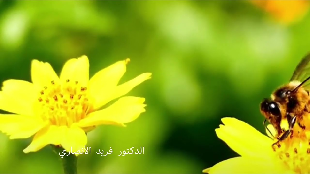 ثق بالله تسعد /د. فريد الأنصاري رحمه الله 