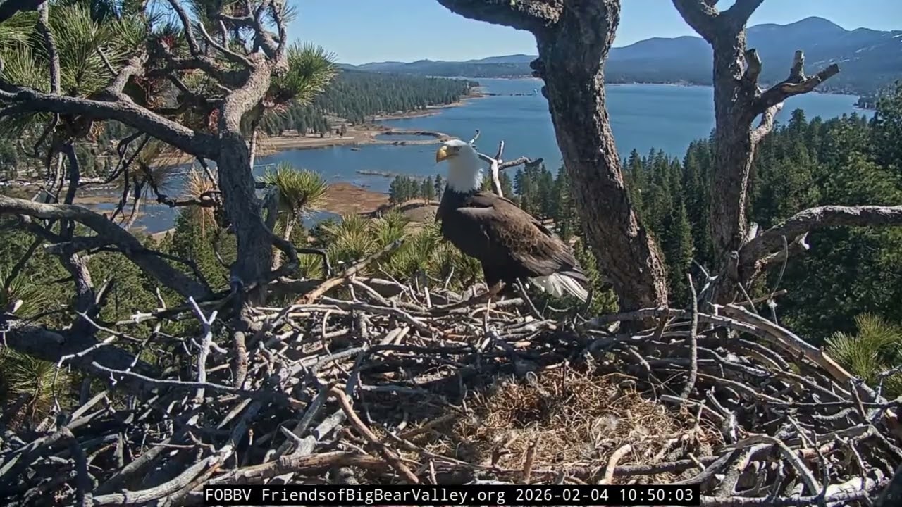 2-3 - 2-4-2026 More mating, nest work and an unwanted visitor