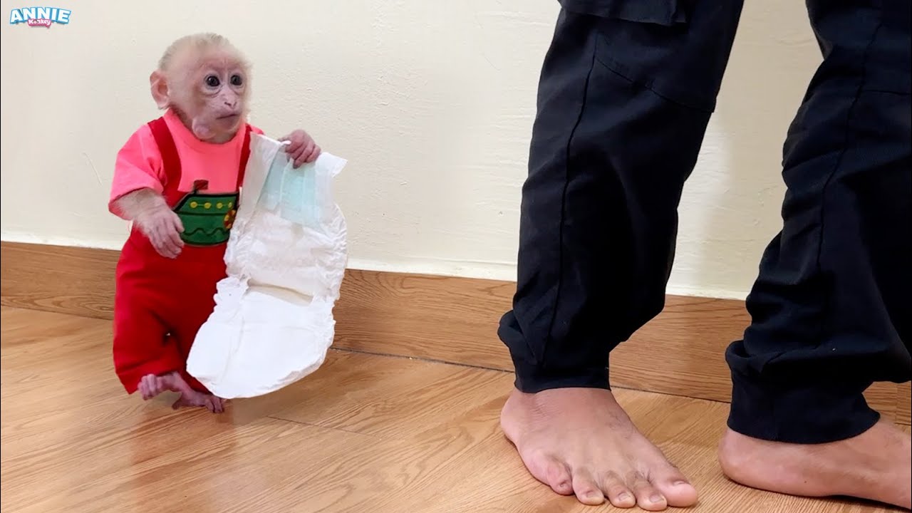 Baby monkey Annie wants her dad to change her diaper