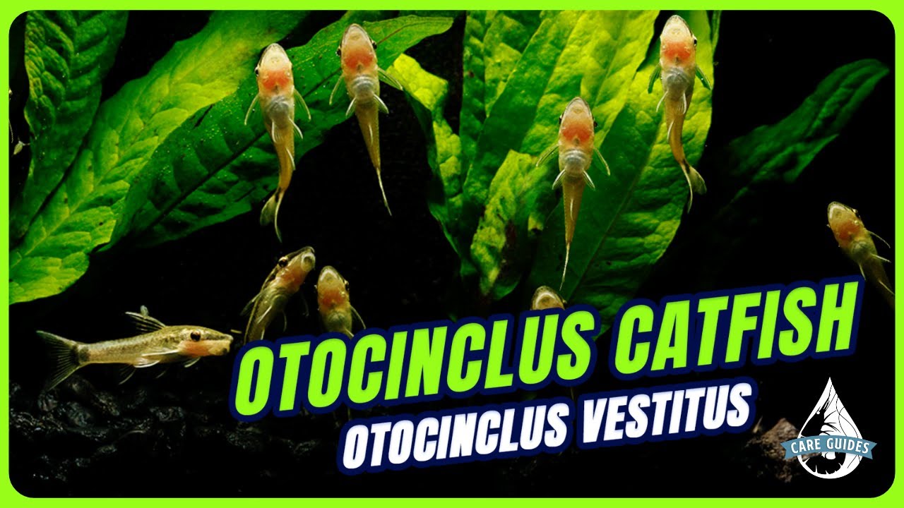 Otocinclus Catfish Care Guide