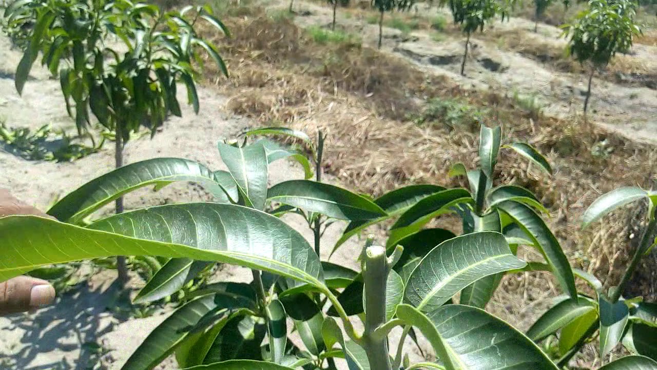 PODA DE FORMACIÓN EN ÁRBOLES DE MANGO KENT. Piura-Peru. 06-04-2019.