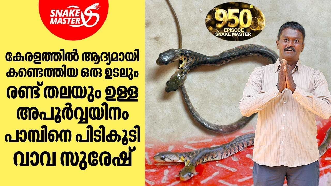 കേരളത്തിൽ ആദ്യമായി കണ്ടെത്തിയ ഒരു ഉടലും രണ്ട് തലയും ഉള്ള  പാമ്പിനെ പിടികൂടി വാവ | Snakemaster EP 950